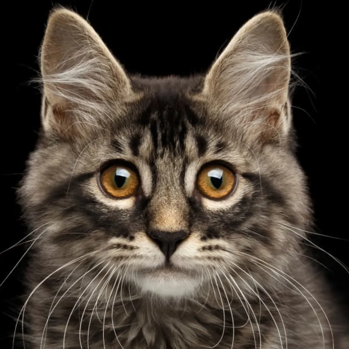 テスト用の猫の画像